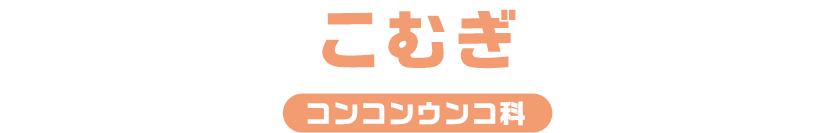 こむぎ / コンコンウンコ科