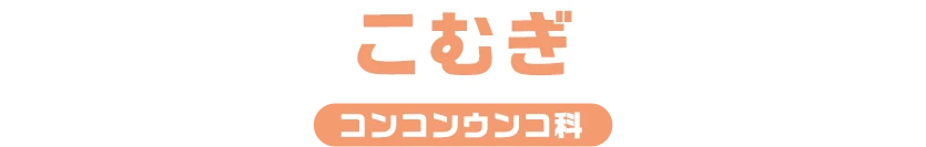 こむぎ / コンコンウンコ科