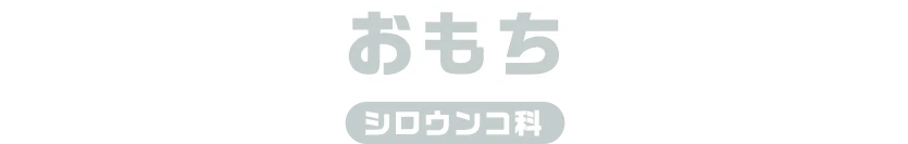 おもち / シロウンコ科