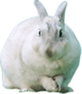 うさぎ