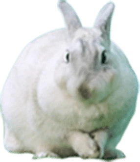 うさぎ